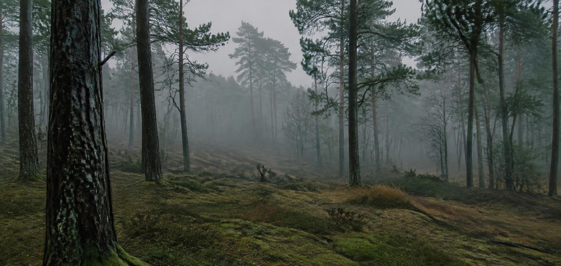 Pine forest in mist after rain